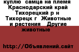 куплю  самца на племя - Краснодарский край, Тихорецкий р-н, Тихорецк г. Животные и растения » Другие животные   